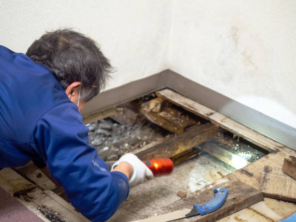 Best Professional Mold Removal  in Lakefield, MN