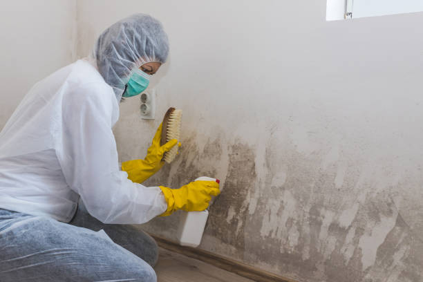 Best Toxic Mold Removal  in Lakefield, MN
