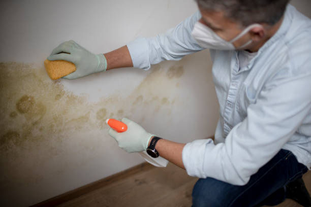 Best Black Mold Removal  in Lakefield, MN