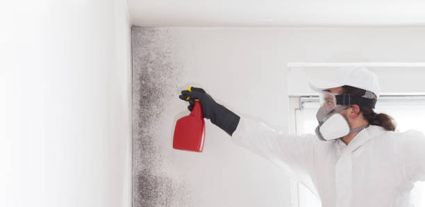 Best Mold Damage Repair  in Lakefield, MN
