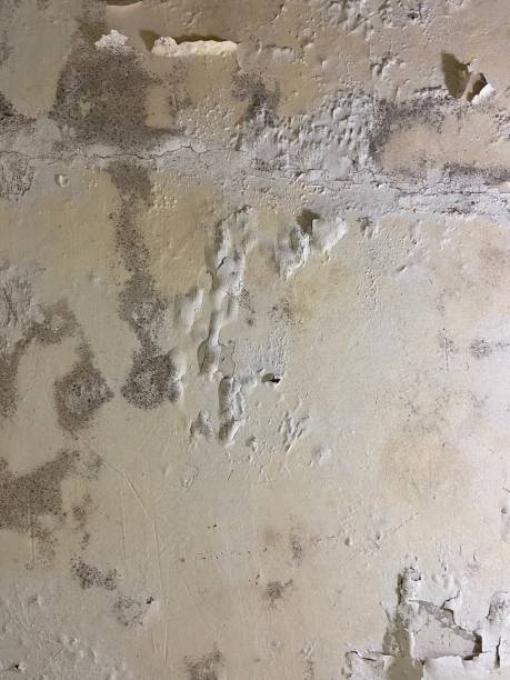 Office Mold Removal Services in Lakefield, MN