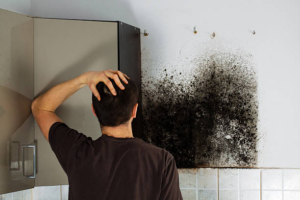 Best Commercial Mold Removal  in Lakefield, MN