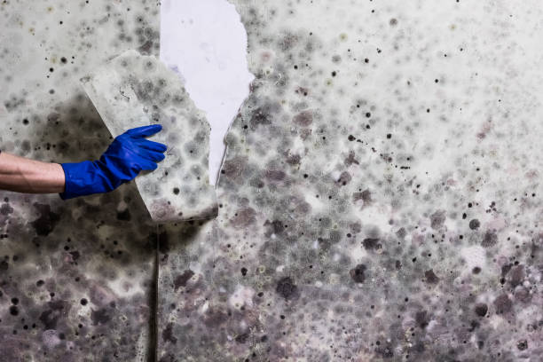 Best Attic Mold Removal  in Lakefield, MN